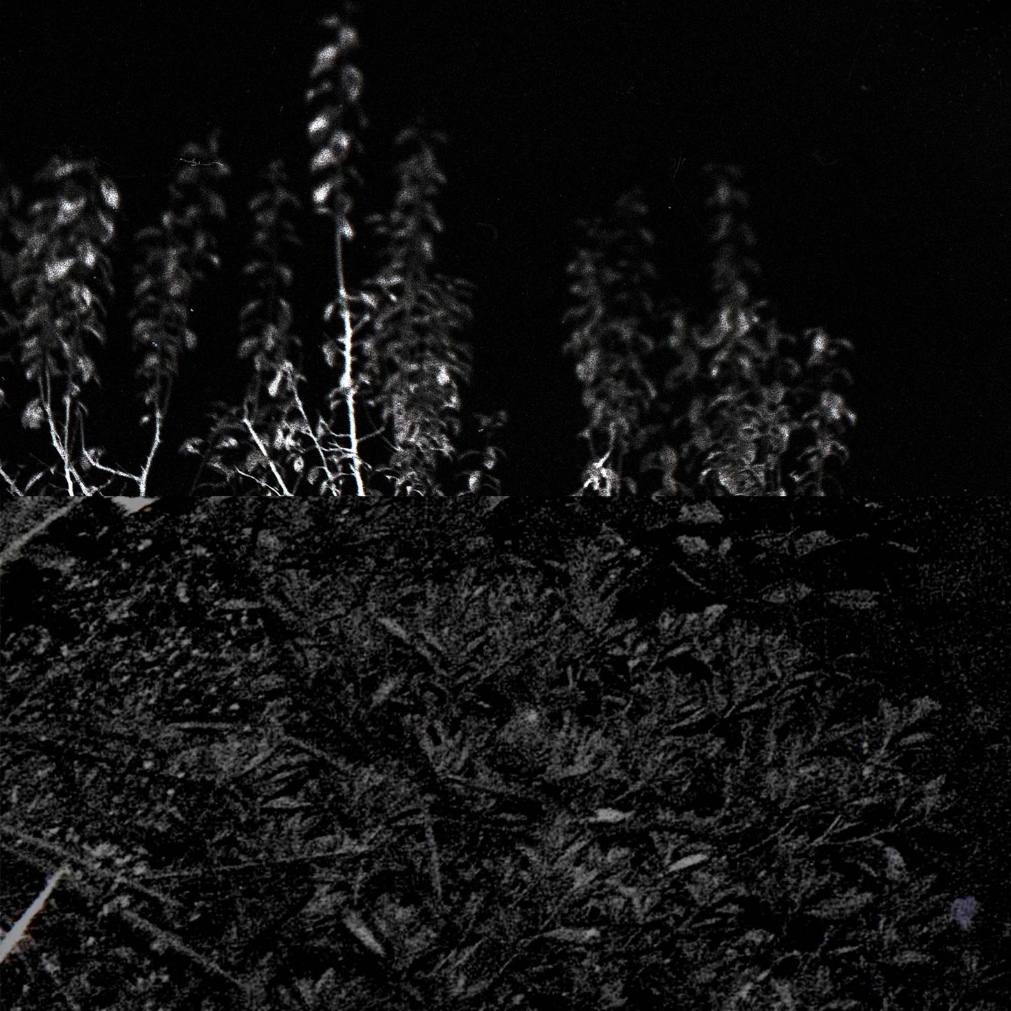 Pure Black #10