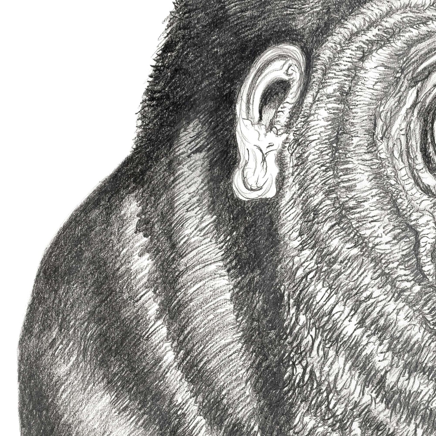 Grumpy Gorilla (Large) (New York Edition)